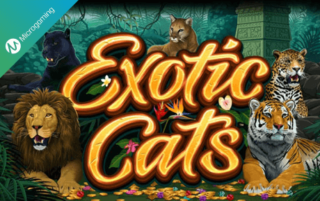 Exotic Cats Slot Machine Online